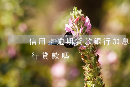 信用卡逾期貸款銀行加息(信用卡逾期可以銀行貸款嗎)