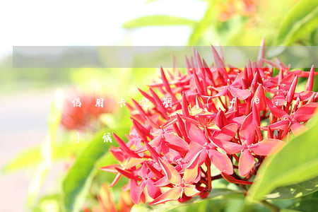 信用卡逾期費(fèi)用什么時(shí)候還
