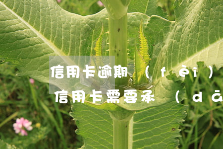 信用卡逾期費(fèi)用該不該交(逾期還信用卡需要承擔(dān)什么法律責(zé)任)