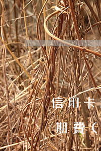 信用卡逾期費(fèi)能退還嗎(信用卡逾期費(fèi)能退還嗎現(xiàn)在)