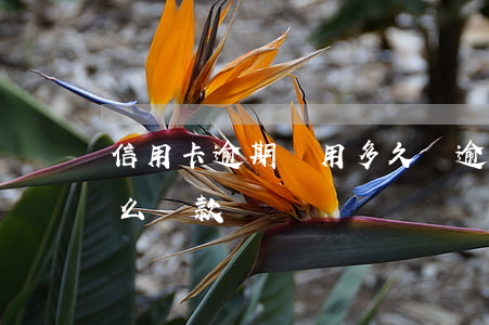 信用卡逾期費用多久還(逾期很久的信用卡怎么還款)