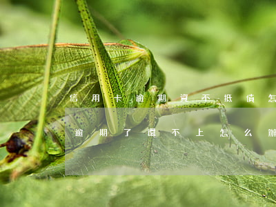 信用卡逾期資不抵債怎么辦(所有的信用卡都逾期了還不上,怎么辦)