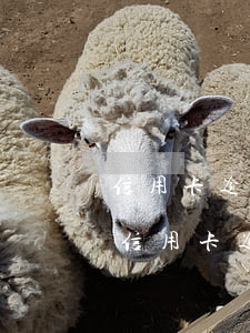 信用卡逾期賣房子網(wǎng)簽黑名單(信用卡逾期賣房子網(wǎng)簽黑名單會(huì)影響嗎)