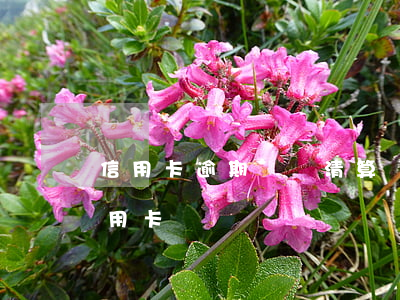 信用卡逾期賬務清算(嚴重逾期還清后申請信用卡)