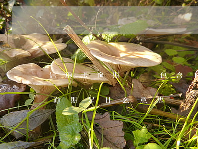 信用卡逾期賬單包含下一期嗎(兩期賬單一期逾期是什么意思)