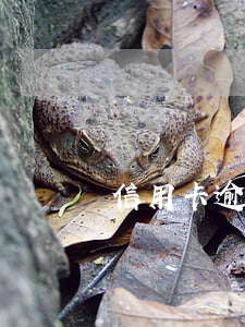 信用卡逾期賬單更新(當前逾期申請信用卡)