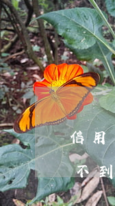 信用卡逾期賬單查不到了(工行信用卡逾期查不到賬單)