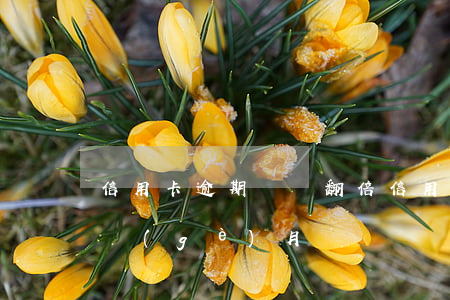信用卡逾期賬單翻倍(信用卡4000逾期一個(gè)月)