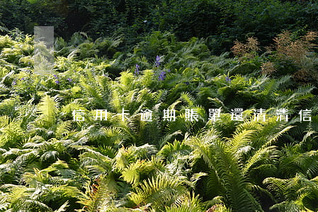 信用卡逾期賬單還清(清信用卡逾期記錄)