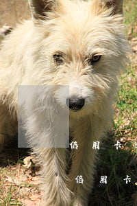 信用卡逾期賬單金額要全部還完嗎怎么還款（信用卡逾期賬單金額要全部還完嗎）