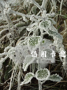 信用卡逾期賬戶不從在