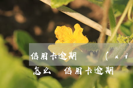 信用卡逾期賬戶協(xié)商期不處理會怎么樣（信用卡逾期賬戶協(xié)商期不處理）