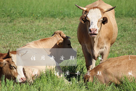 信用卡逾期賬戶被凍結(jié)了怎么辦啊-信用卡逾期賬戶被凍結(jié)了怎么辦啊怎么解凍