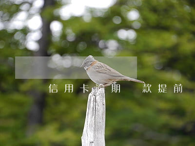 信用卡逾期賬款提前結清