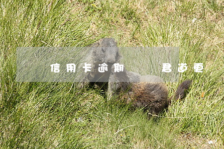信用卡逾期贏領君道更專業(yè)s