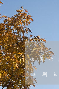 信用卡逾期败诉会怎么样(2021年信用卡逾期立案标准)