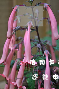 信用卡逾期账单怎么还款6(有逾期还款记录还能申请信用卡吗)