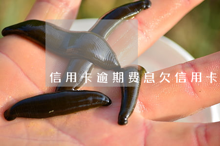 信用卡逾期费息(欠信用卡多久算是逾期)