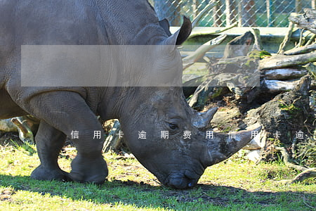 信用卡 逾期 费用（信用卡逾期费太多怎么办）