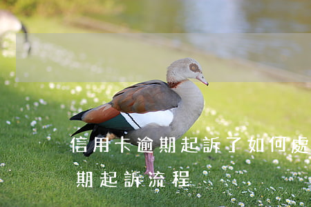 信用卡逾期起訴了如何處理(銀行對信用卡逾期起訴流程)