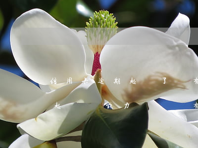 信用卡逾期起訴了沒有能力償還(欠信用卡被起訴,沒能力償還會有什么后果)