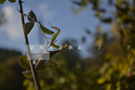 信用卡逾期起訴了錢還了(逾期還信用卡的后果)