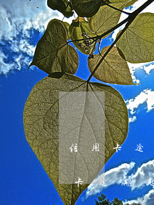信用卡逾期起訴了開庭哪些話不能說-信用卡逾期起訴了開庭哪些話不能說了