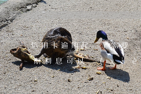 信用卡逾期起訴了需要還利息不(欠信用卡逾期利息可以協(xié)商嗎)