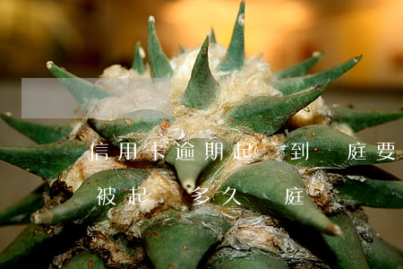 信用卡逾期起訴到開庭要多長時間(欠信用卡被起訴多久開庭)