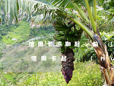 信用卡逾期起訴前會(huì)被拘留嗎(被信用卡起訴會(huì)被拘留嗎)
