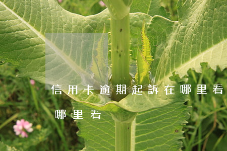 信用卡逾期起訴在哪里看(信用卡逾期起訴在哪里看)