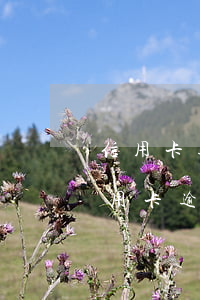 信用卡逾期起訴多久強制執(zhí)行(“信用卡逾期多久會被起訴”)