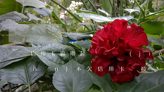 信用卡逾期起訴會凍結(jié)資產(chǎn)不(欠信用卡會被凍結(jié)資產(chǎn)嗎)