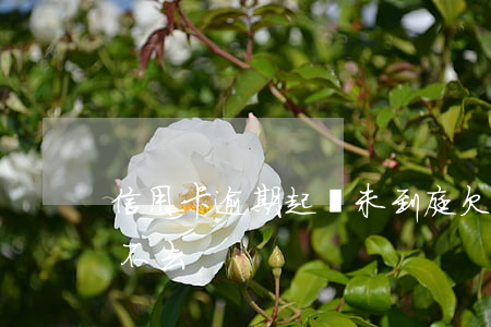 信用卡逾期起訴未到庭(欠信用卡被起訴開庭不去)
