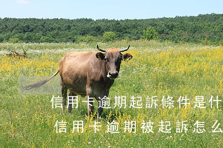信用卡逾期起訴條件是什么意思(2021年信用卡逾期被起訴怎么辦)