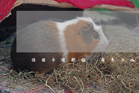 信用卡逾期起訴每年占比多少