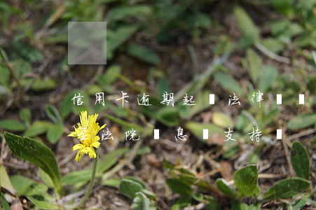 信用卡逾期起訴法律懲罰(信用卡逾期被起訴至法院罰息會支持嗎)
