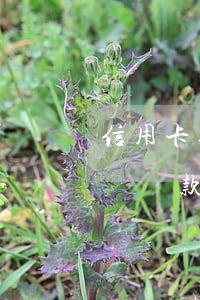 信用卡逾期起訴貸款房拍賣嗎(信用卡逾期起訴貸款房拍賣嗎)