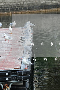 信用卡逾期起訴還能不能上網(wǎng)(欠信用卡逾期起訴會拘留嗎)