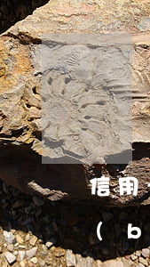 信用卡逾期起訴量刑金額(信用卡逾期量刑標(biāo)準(zhǔn))