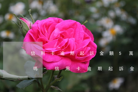 信用卡逾期起訴金額5萬(wàn)是本金嗎-信用卡逾期起訴金額5萬(wàn)是本金嗎還是利息