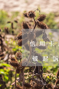 信用卡逾期起訴開庭跟犯罪一樣么 欠信用卡被起訴了多久會(huì)開庭