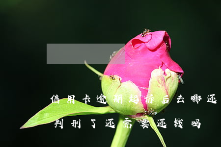 信用卡逾期起诉后去哪还钱(被信用卡起诉后判刑了还需要还钱吗)