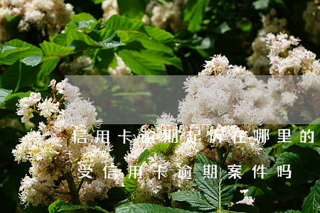 信用卡逾期起诉在哪里的法院(法院现在还接受信用卡逾期案件吗)