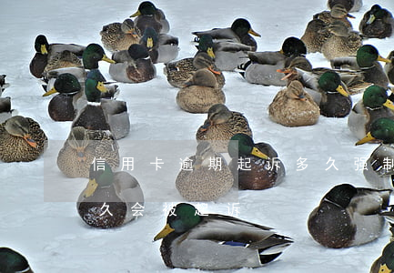 信用卡逾期起诉多久强制执行(“信用卡逾期多久会被起诉”)