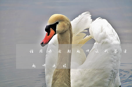 信用卡逾期起诉让我签字(银行对信用卡逾期起诉流程)
