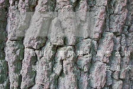 信用卡逾期超5萬怎么辦(信用卡逾期五萬多,現(xiàn)在還不上怎么辦)