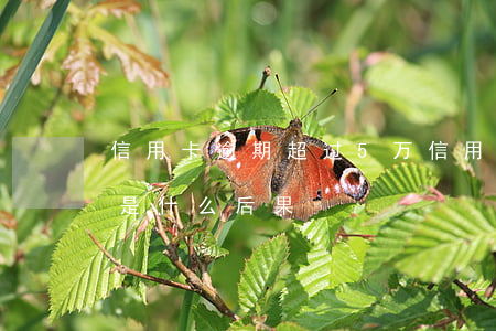 信用卡逾期超过5万(信用卡逾期超过五万元是什么后果)