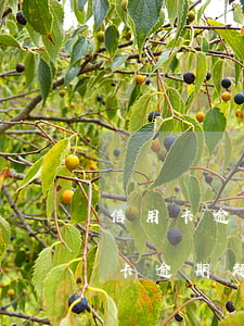 信用卡逾期超过60天无法正常使用-信用卡逾期超过60天无法正常使用怎么办