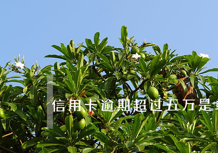信用卡逾期超过五万是单张卡吗